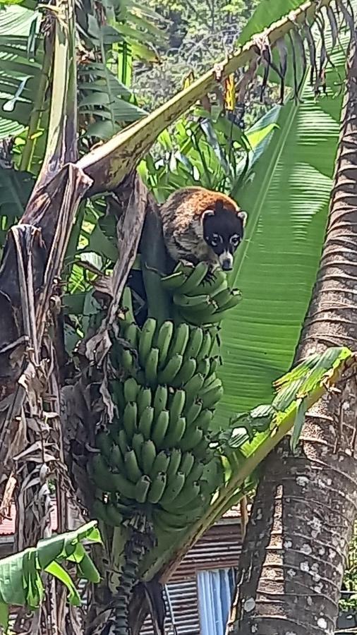 ホテル Finca Pantera Monteverde エクステリア 写真