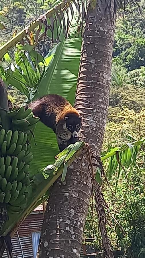 ホテル Finca Pantera Monteverde エクステリア 写真