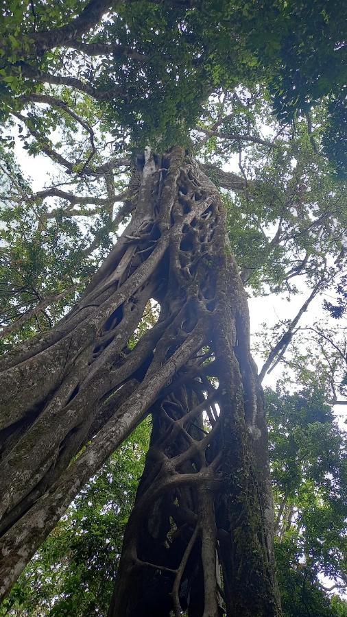 ホテル Finca Pantera Monteverde エクステリア 写真