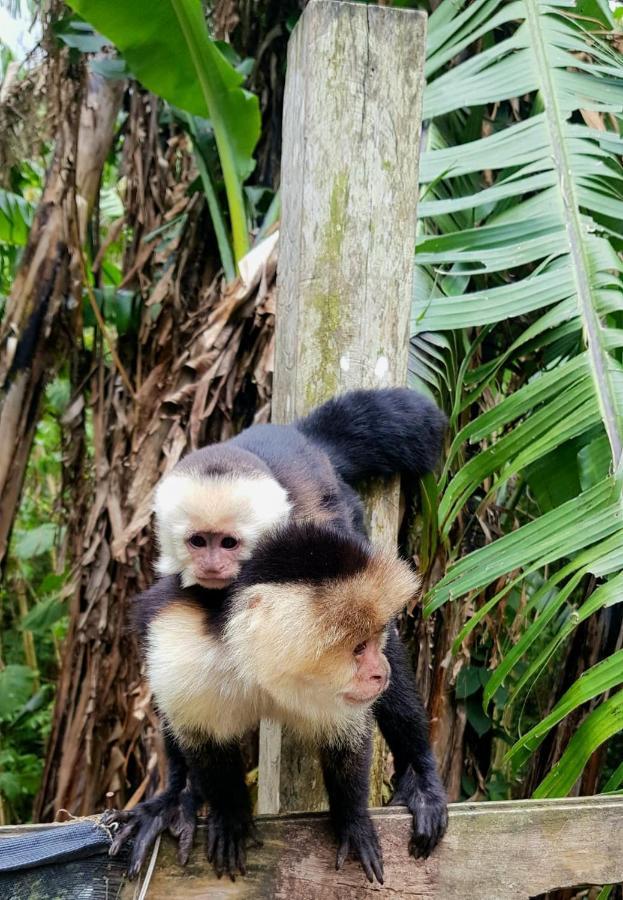 ホテル Finca Pantera Monteverde エクステリア 写真